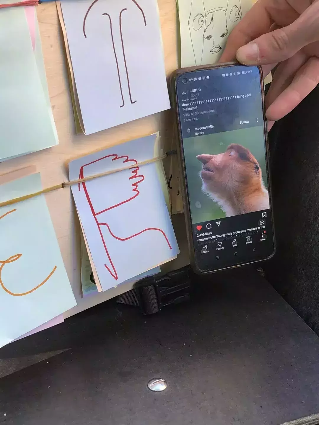 Someone is comparing the feature of a uppercase 'R' and the picture with a face of a young male proboscid monkey
